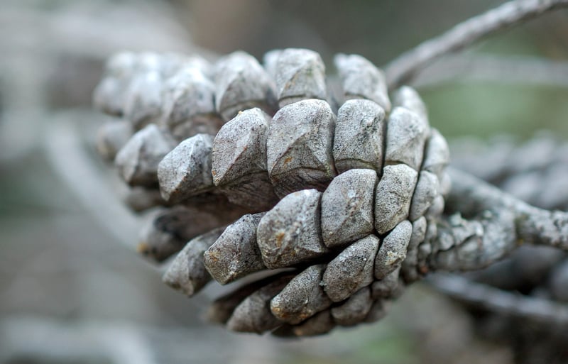 Pine Cone Bird Feeders