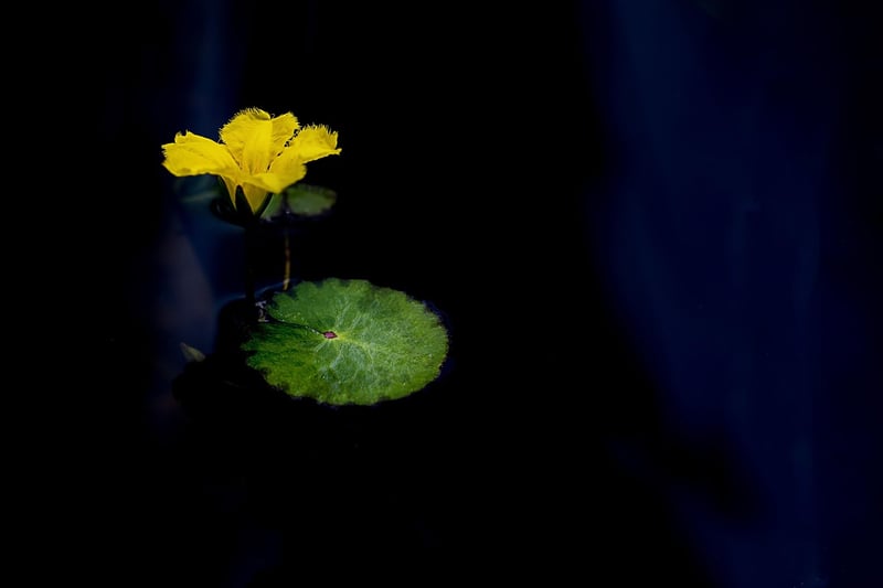 Pressed Flowers